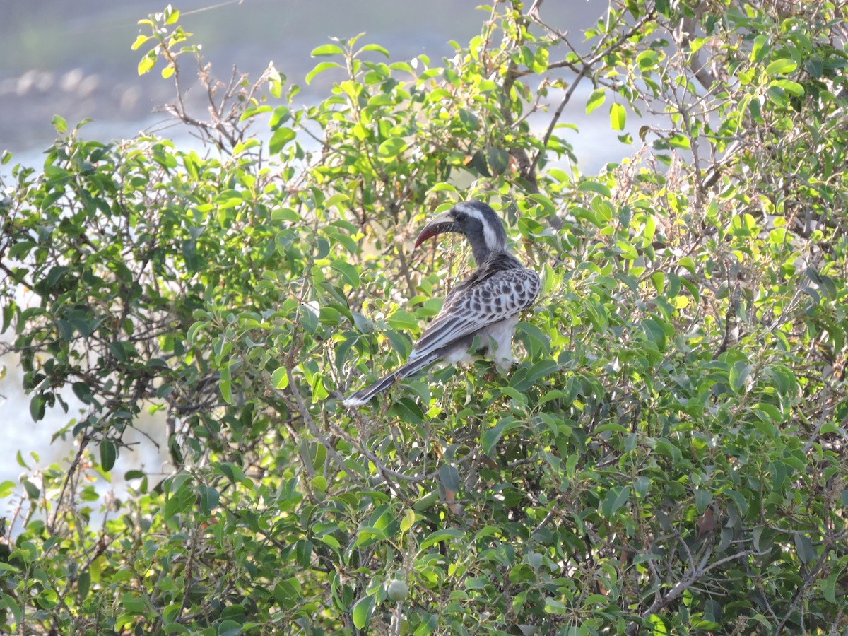 African Gray Hornbill - ML617411816