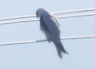 Black-shouldered Kite - Zebedee Muller