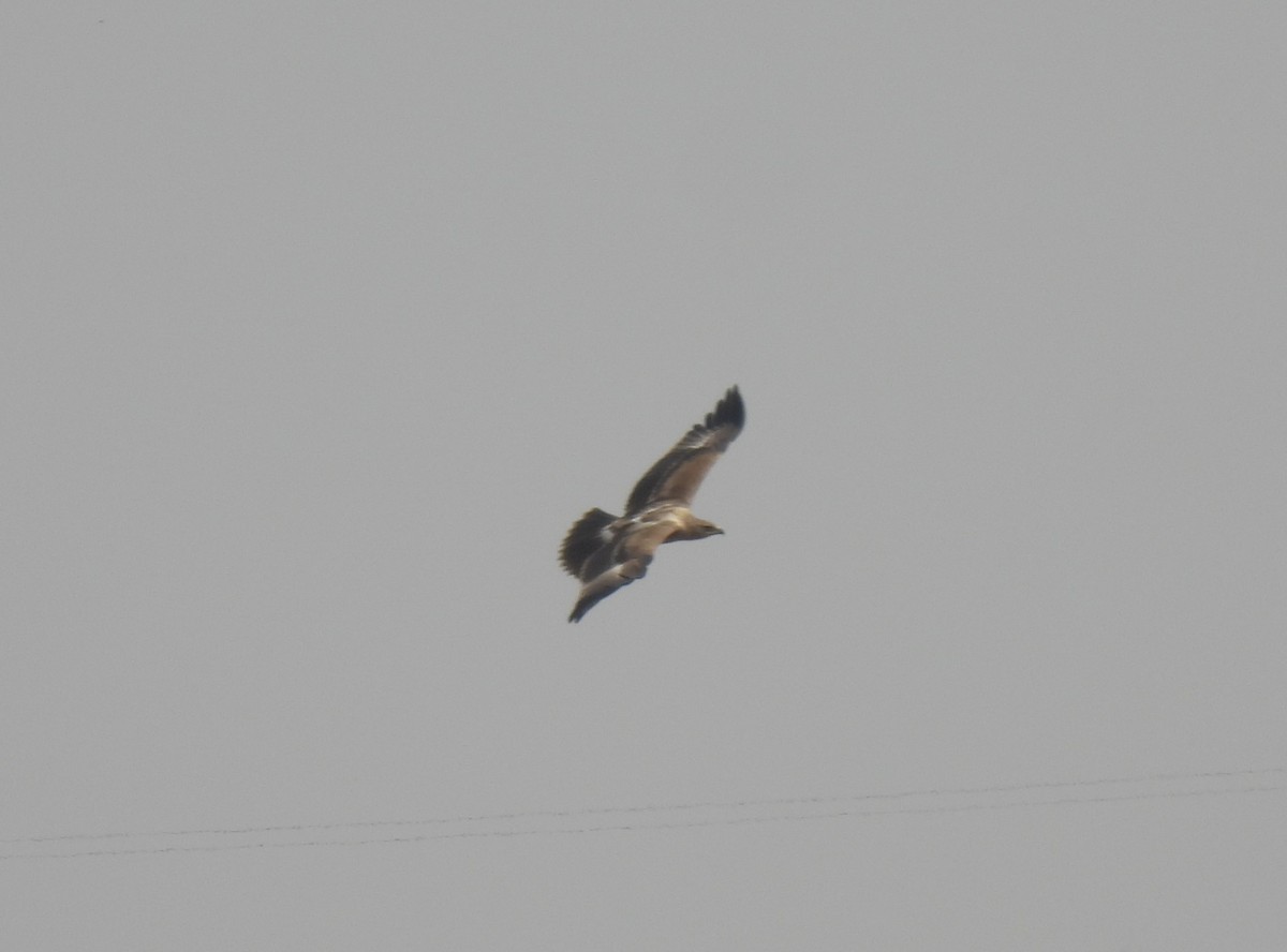 Indian Spotted Eagle - Sahana M