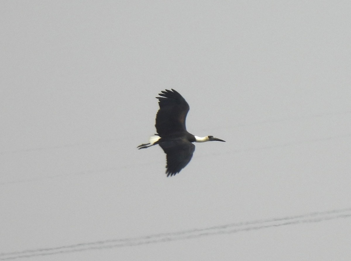 Asian Woolly-necked Stork - ML617411883