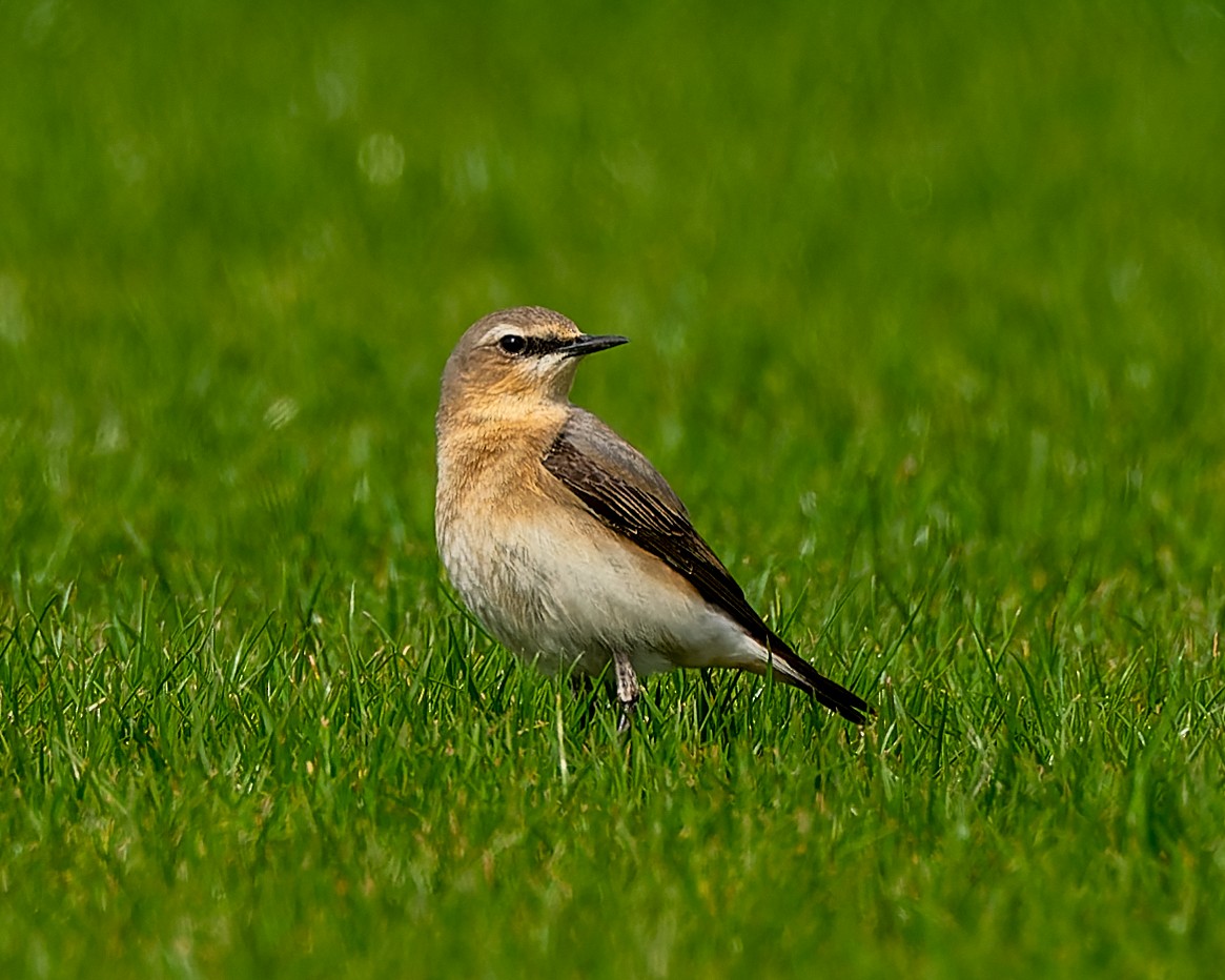 Northern Wheatear - Magnus Andersson