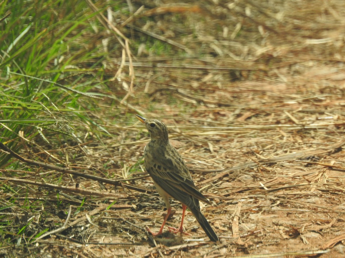 Pipit africain - ML617411906