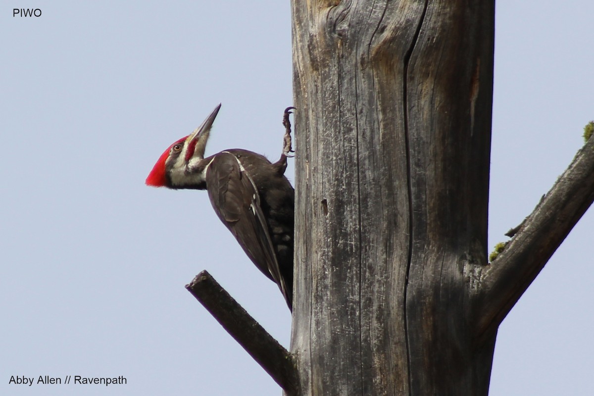 Pileated Woodpecker - ML617411951