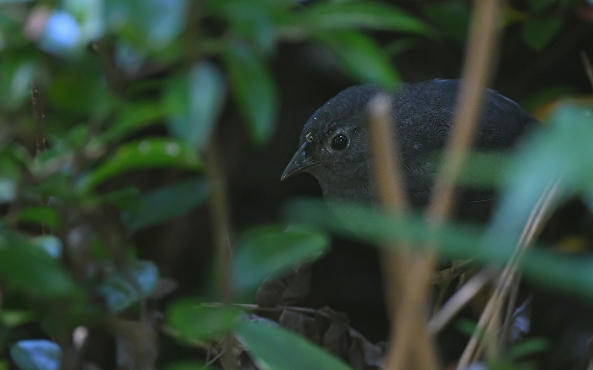 Ochre-flanked Tapaculo - ML617411972