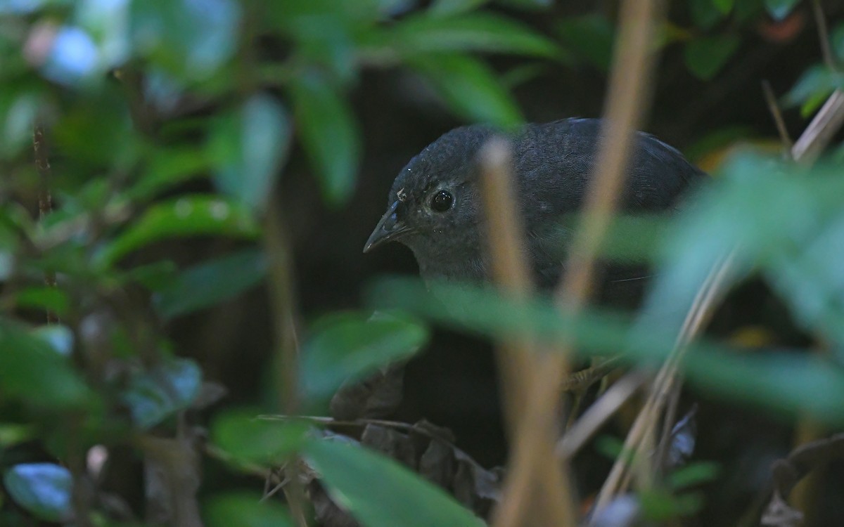 Ochre-flanked Tapaculo - ML617411973