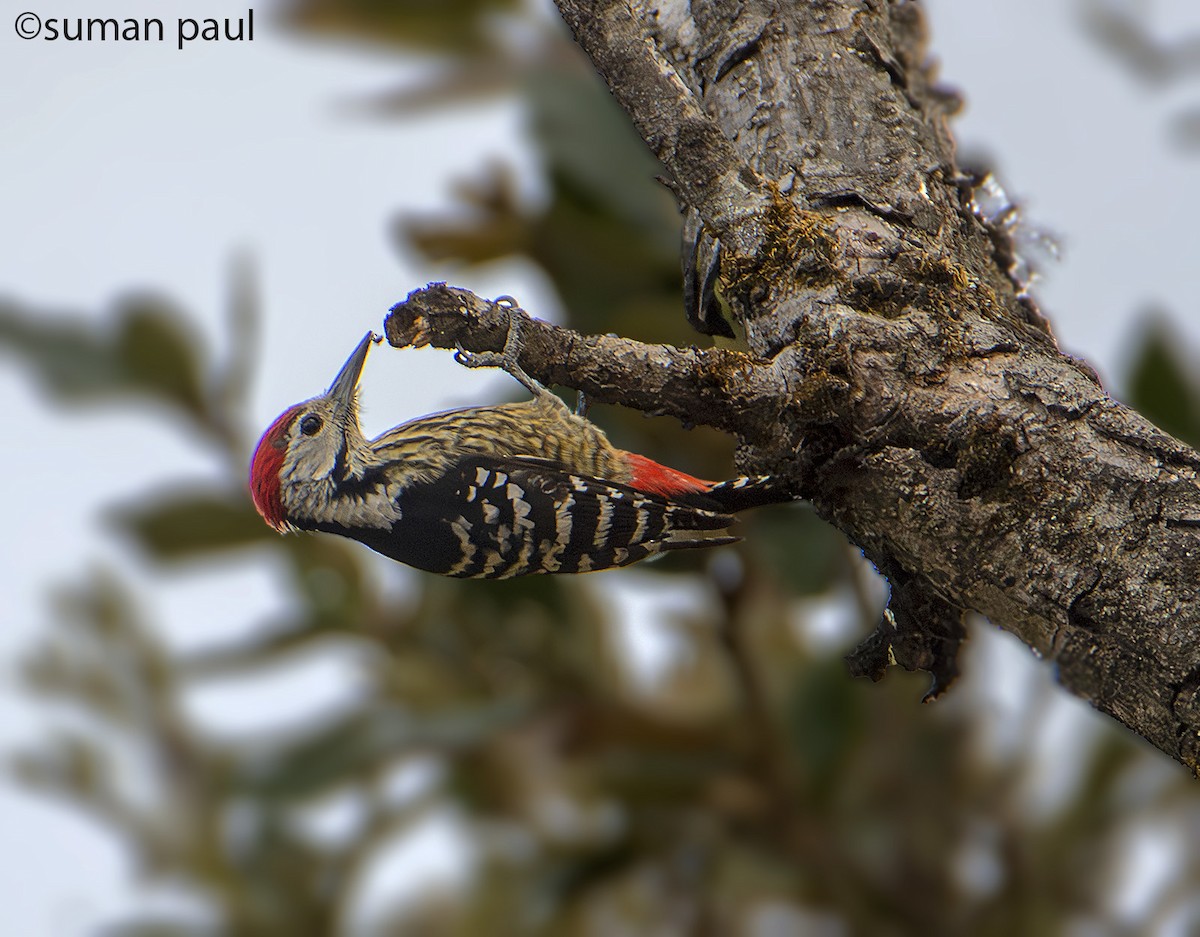 Stripe-breasted Woodpecker - ML617412012
