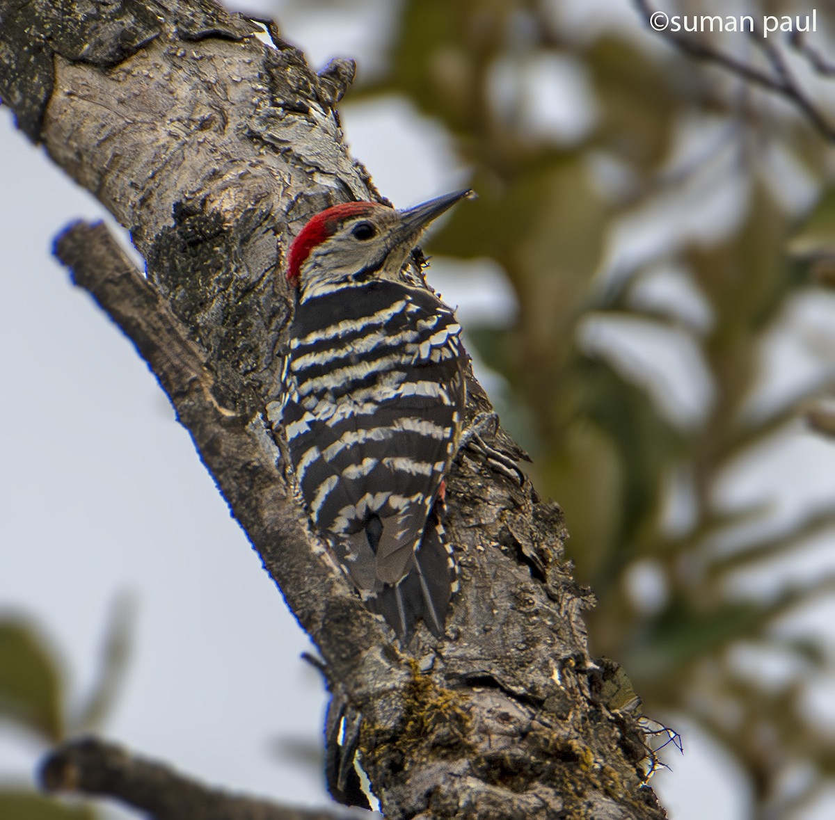 Stripe-breasted Woodpecker - ML617412013