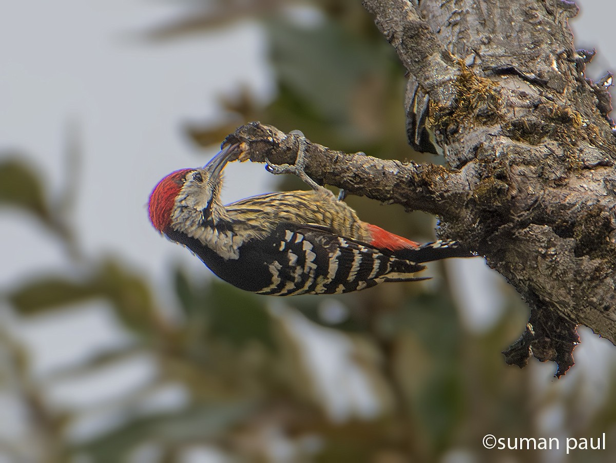 Stripe-breasted Woodpecker - ML617412014