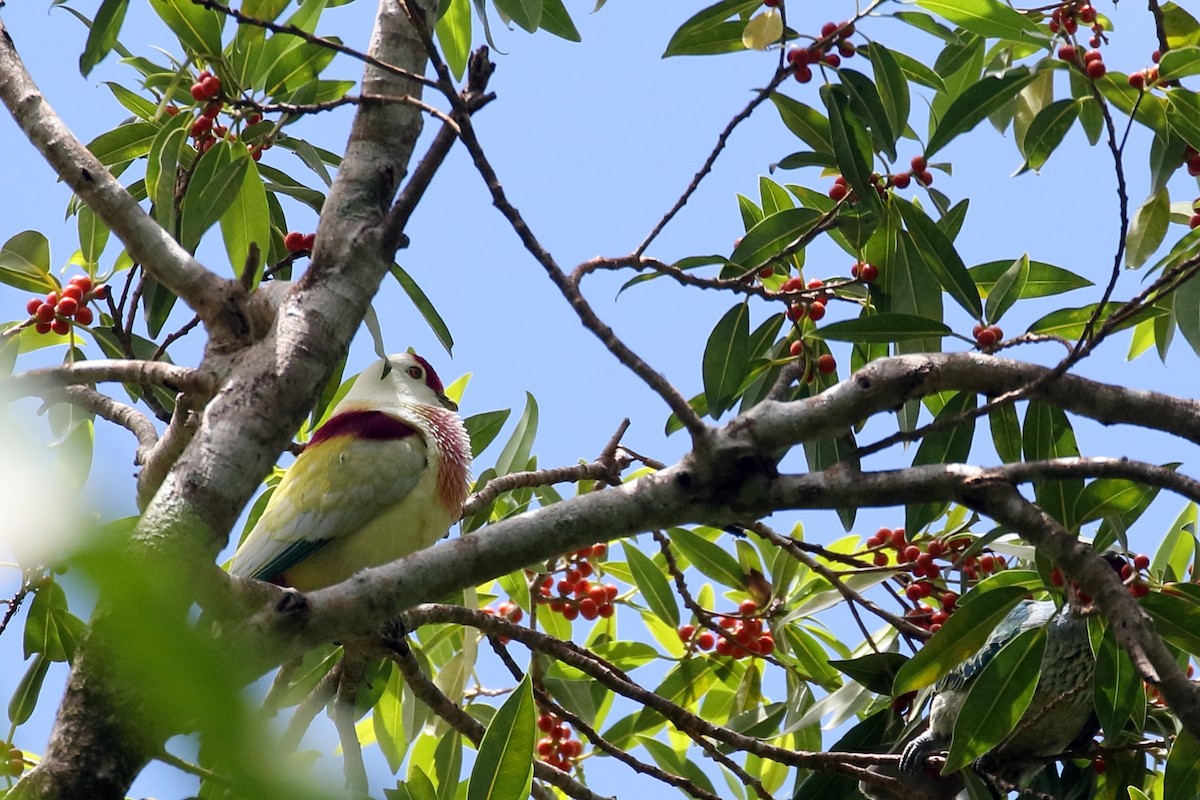 Many-colored Fruit-Dove - ML617412024