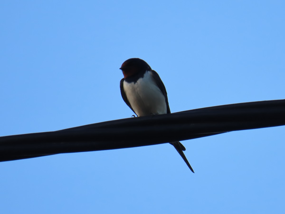 Barn Swallow (White-bellied) - ML617412057