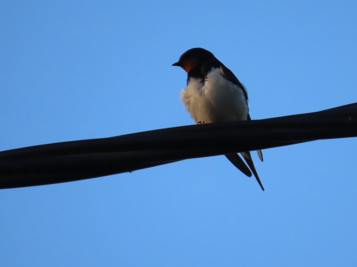 Barn Swallow (White-bellied) - ML617412058