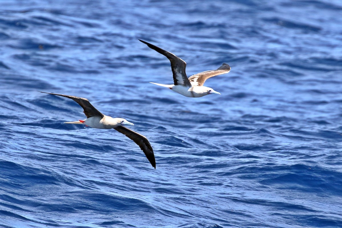 Red-footed Booby - ML617412156
