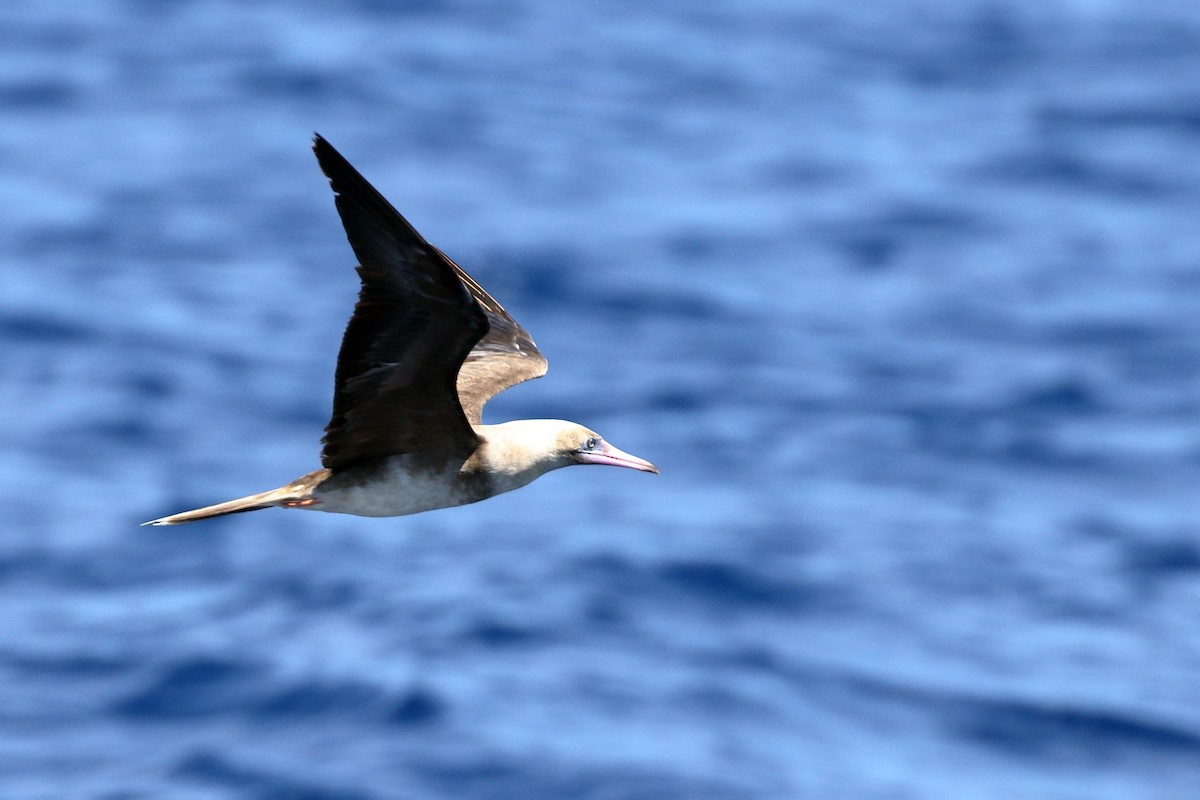 Red-footed Booby - ML617412157