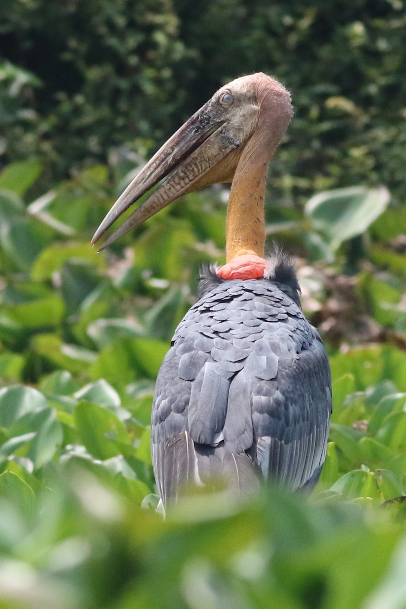 Greater Adjutant - Dave O'Connor