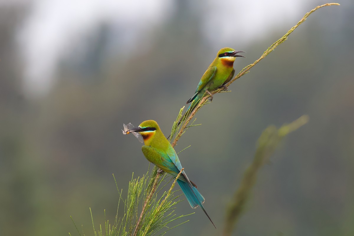 Blue-tailed Bee-eater - ML617412217