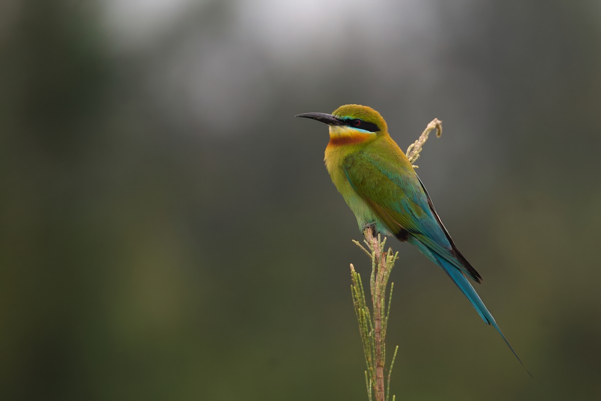 Blue-tailed Bee-eater - ML617412242