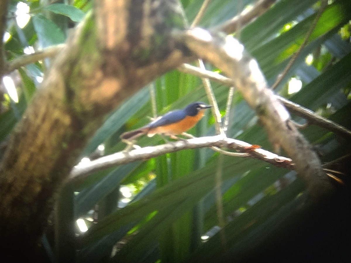 Mangrove Blue Flycatcher - Lars Mannzen