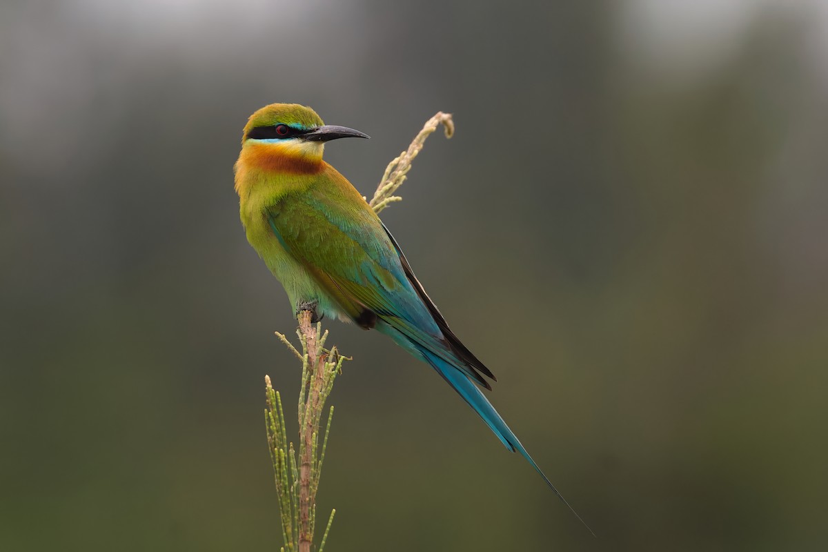 Blue-tailed Bee-eater - ML617412249