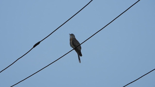 Common Hawk-Cuckoo - ML617412292