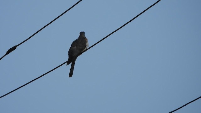 Common Hawk-Cuckoo - ML617412294