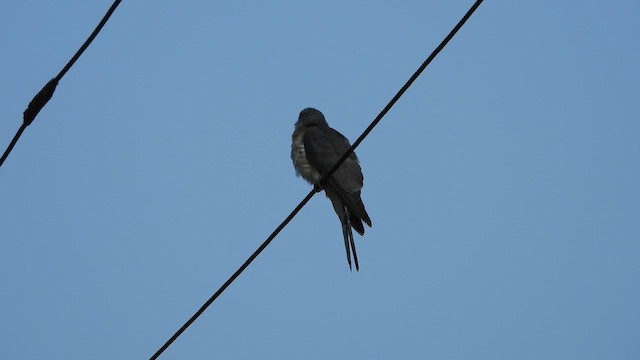Common Hawk-Cuckoo - ML617412295
