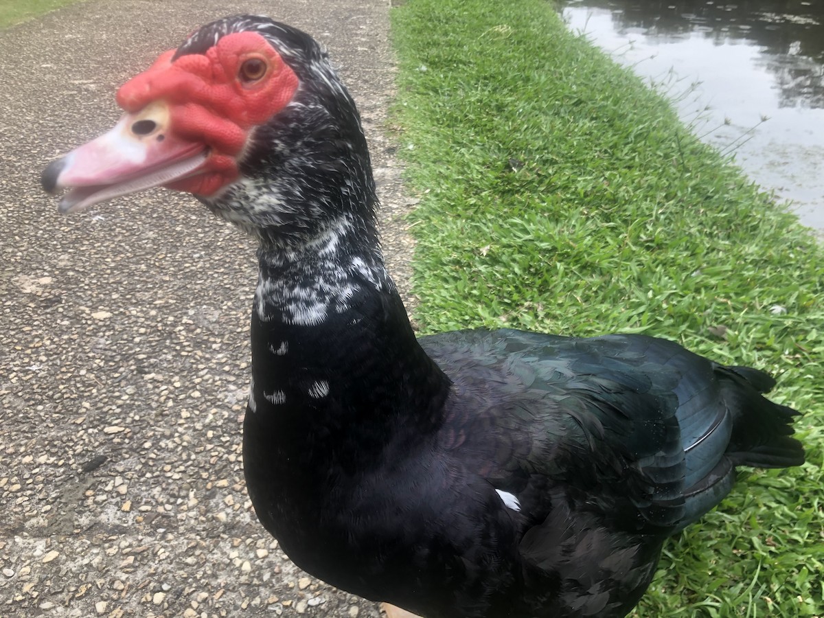 Muscovy Duck (Domestic type) - Patrick Brabant
