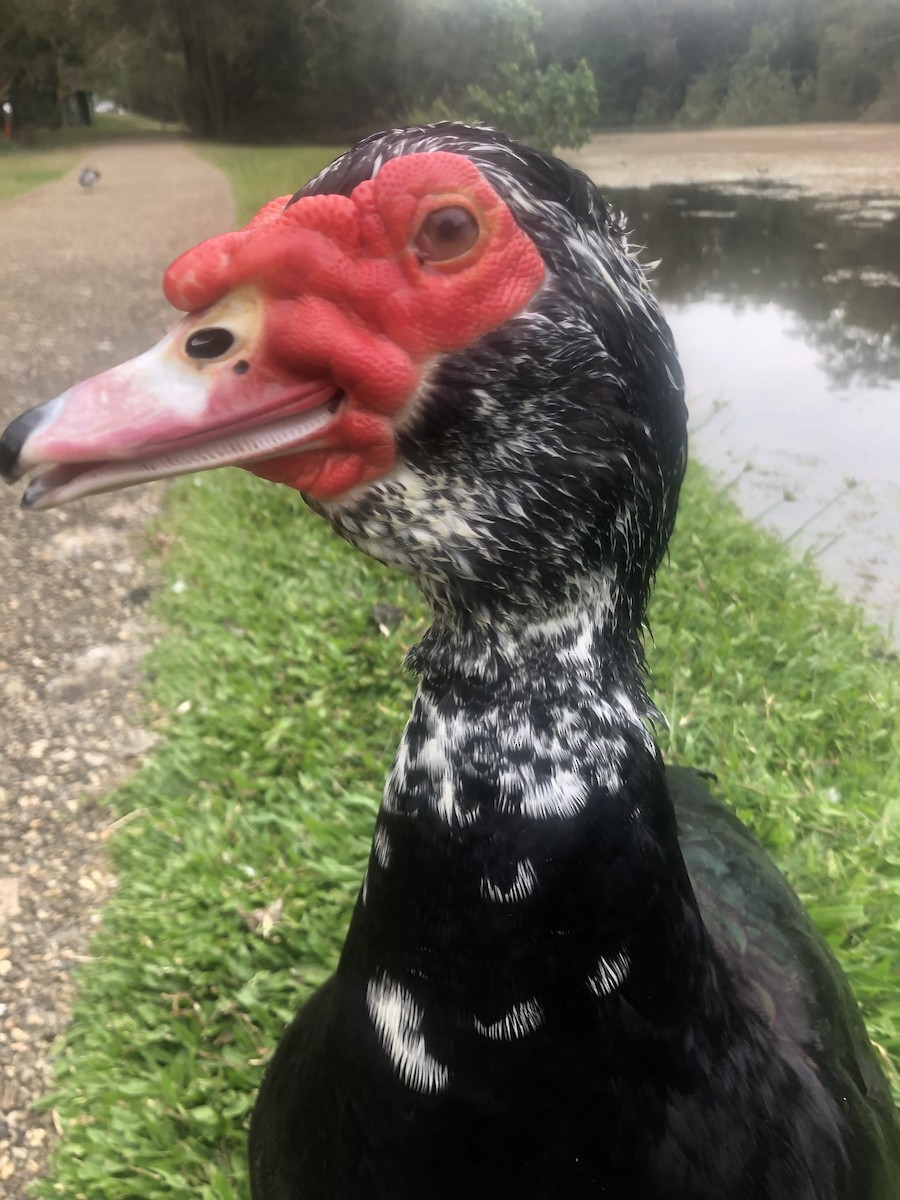 Muscovy Duck (Domestic type) - Patrick Brabant