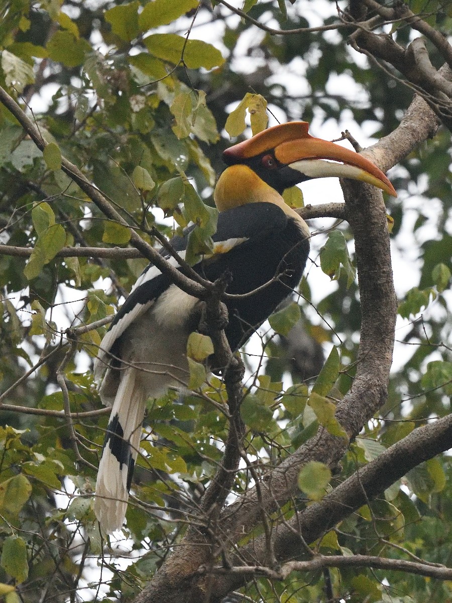 Great Hornbill - Bhaskar Mandal