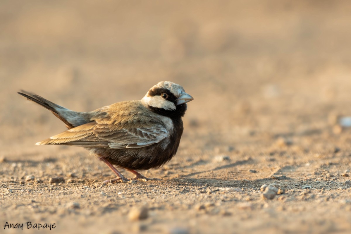 Ashy-crowned Sparrow-Lark - ML617412408