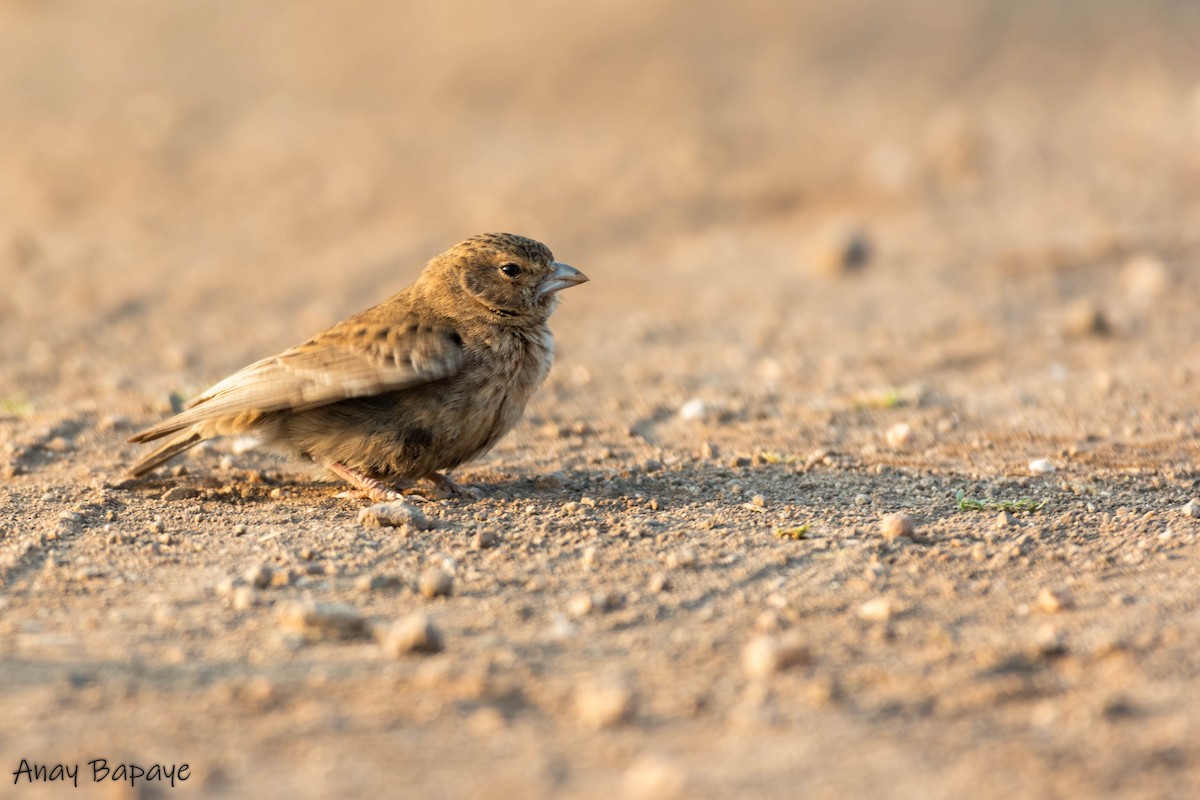 Ashy-crowned Sparrow-Lark - ML617412409