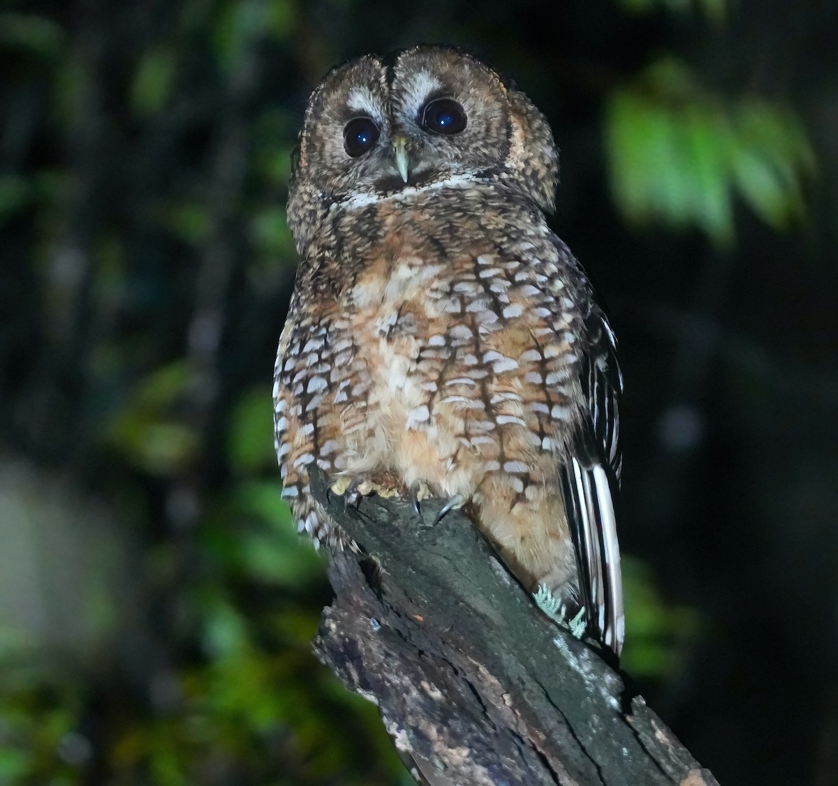 Himalayan Owl - ML617412419