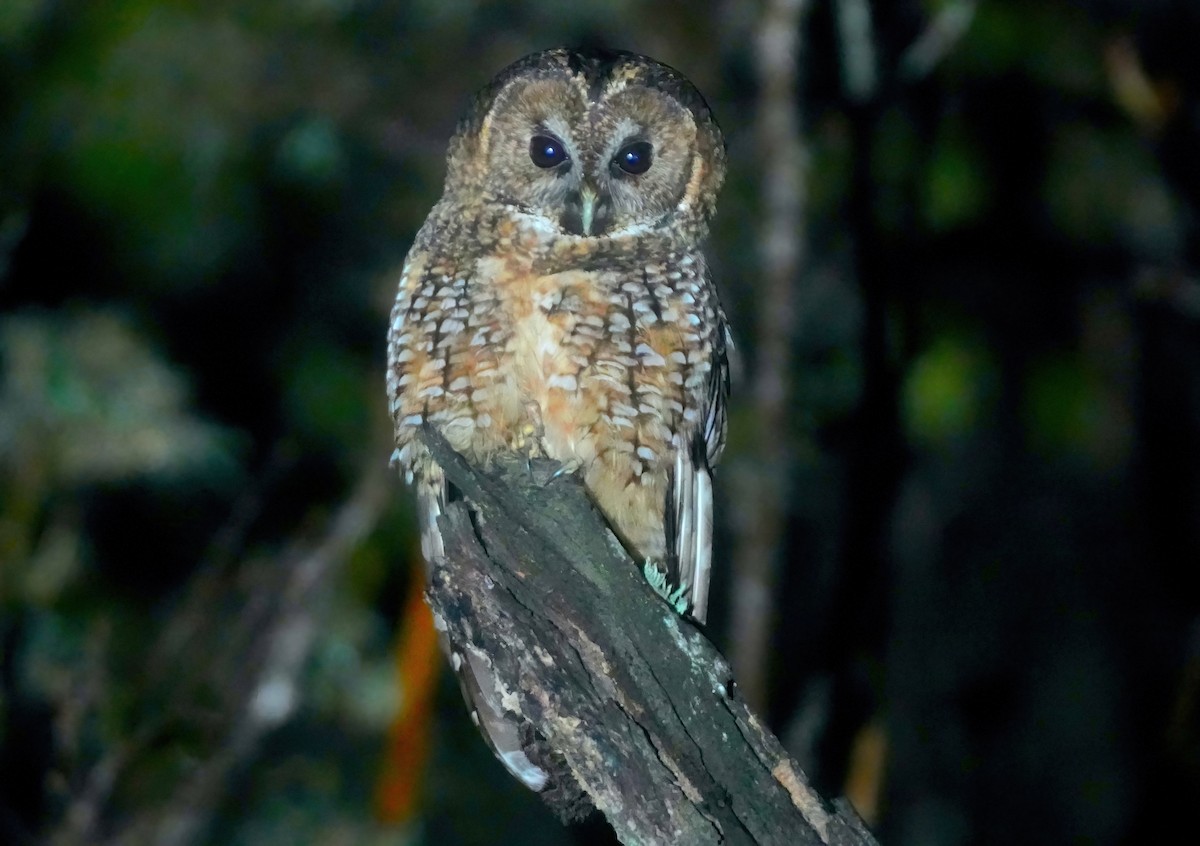 Himalayan Owl - ML617412420