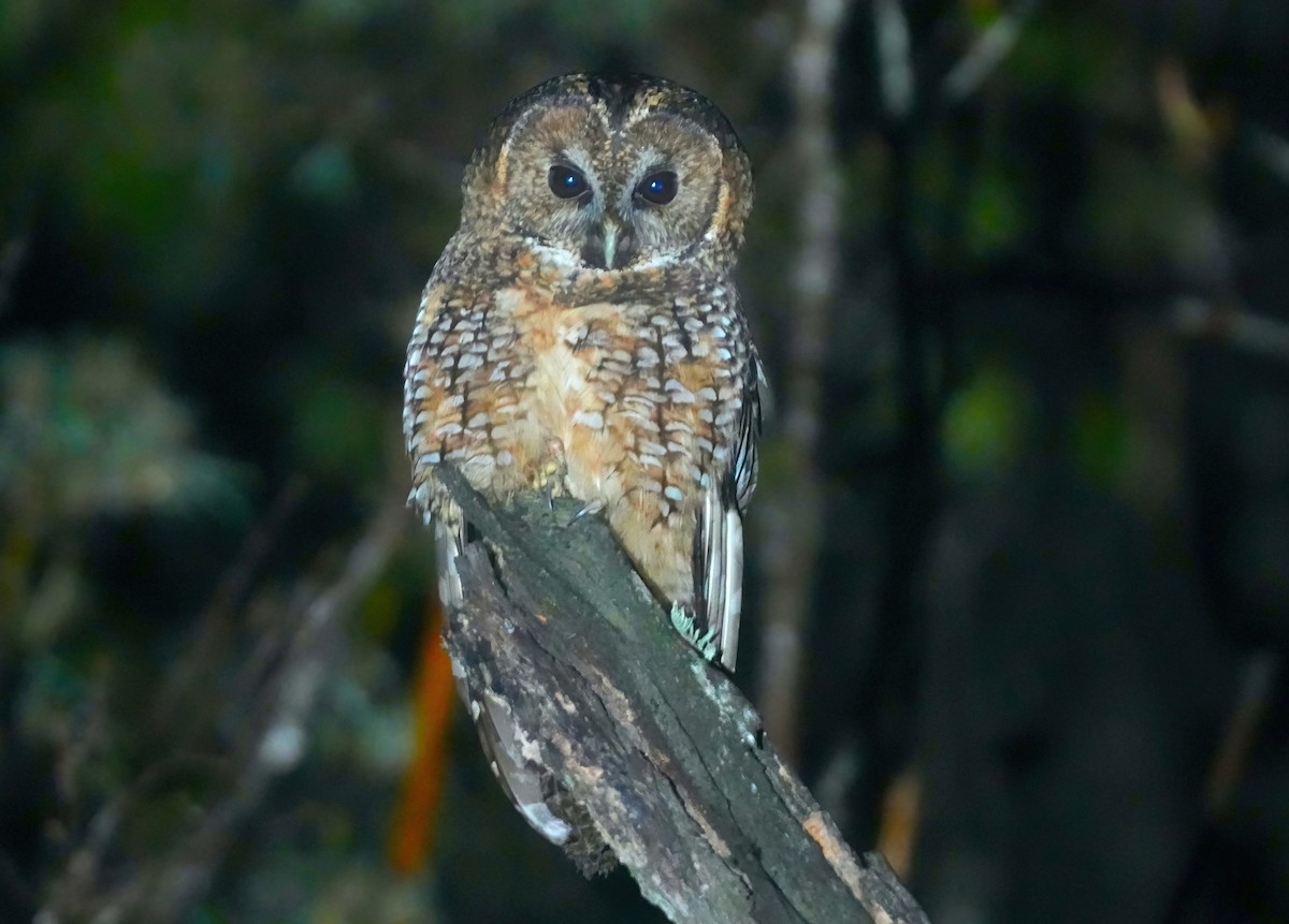 Himalayan Owl - ML617412421