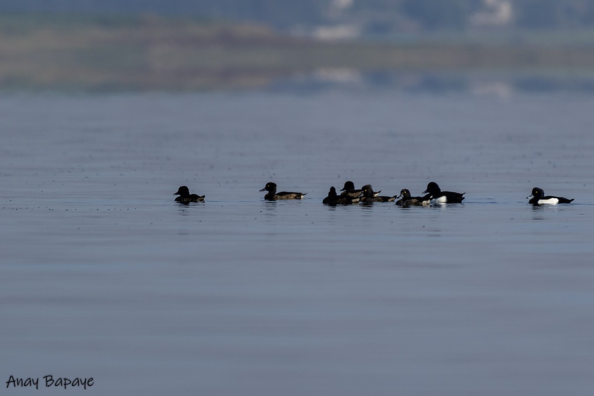 Tufted Duck - ML617412428