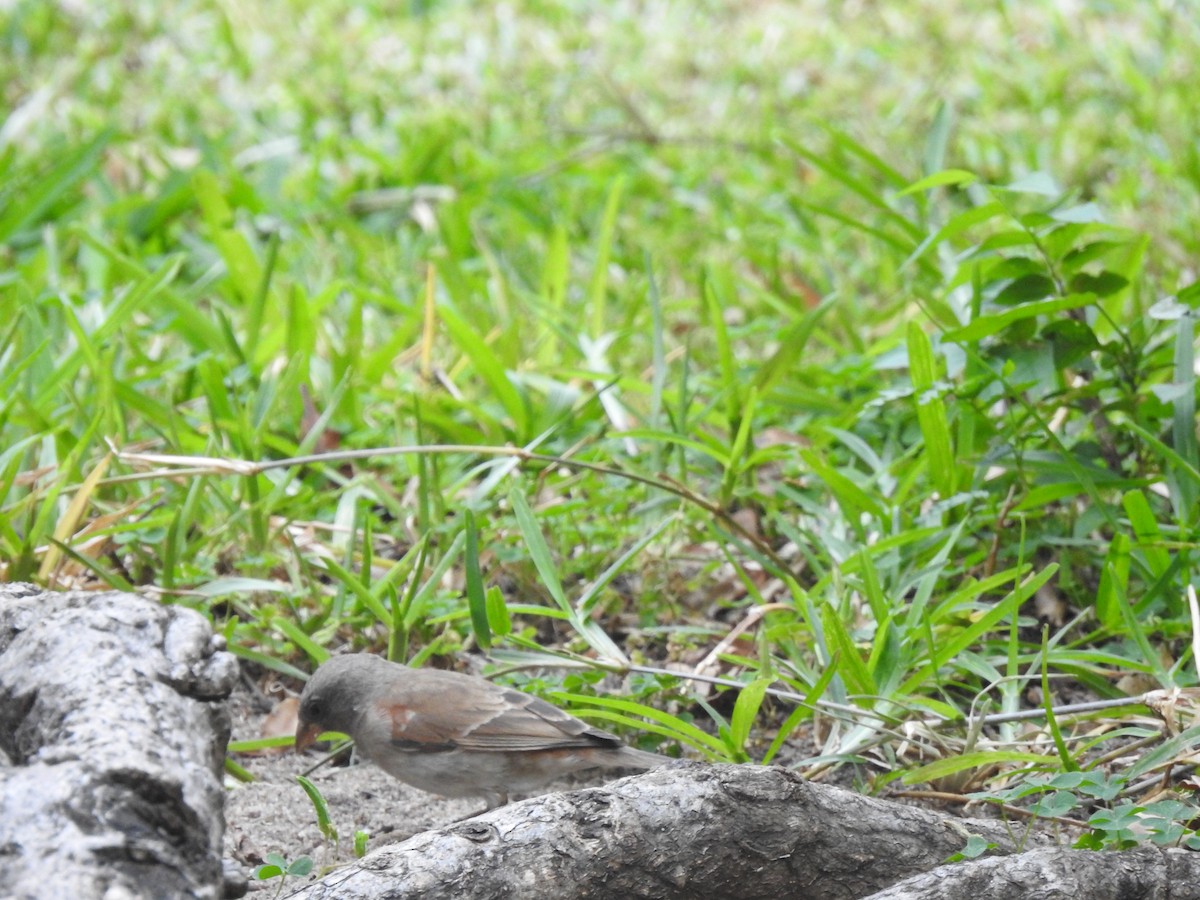 Southern Gray-headed Sparrow - Daniel Abbott