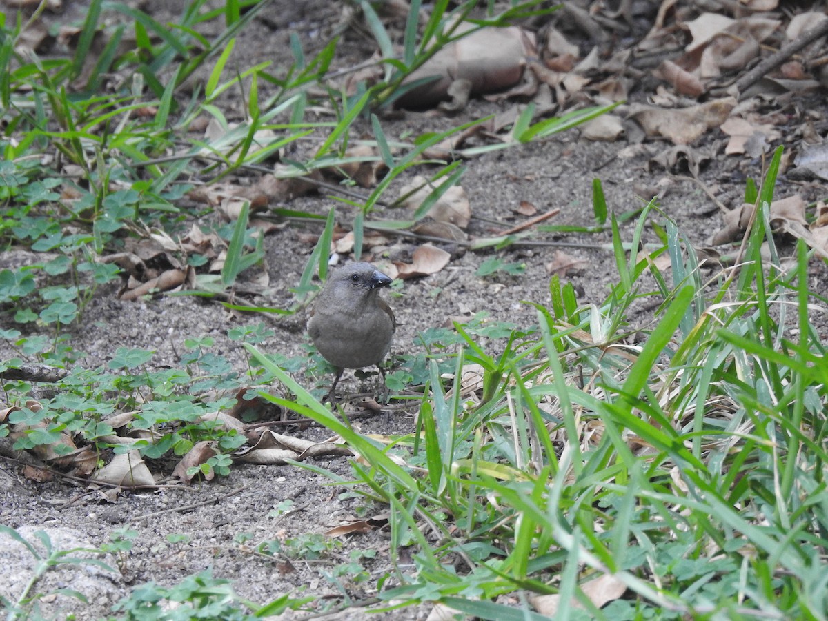 Southern Gray-headed Sparrow - ML617412466