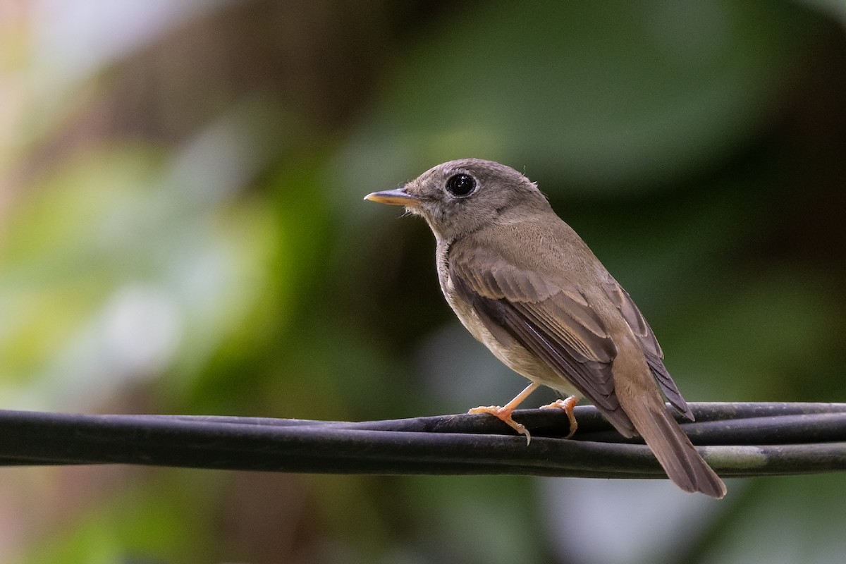 Brown-breasted Flycatcher - ML617412467