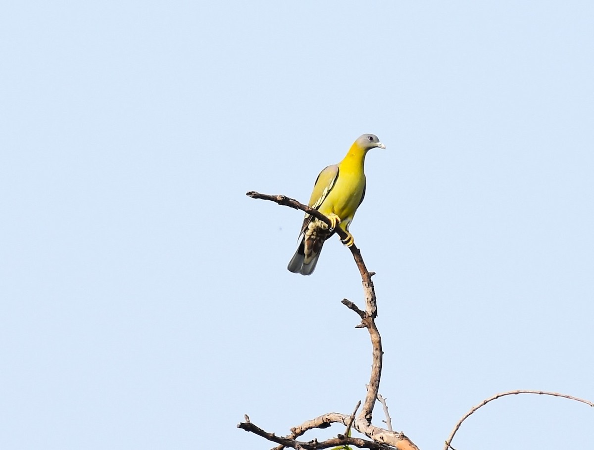 Yellow-footed Green-Pigeon - ML617412494
