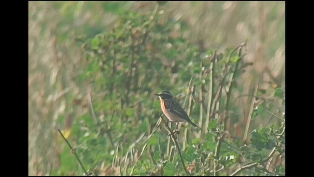 Whinchat - ML617412586