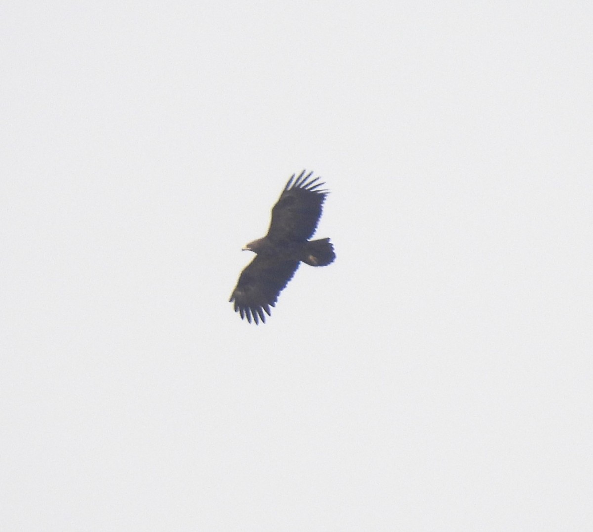 Greater Spotted Eagle - ML617412598