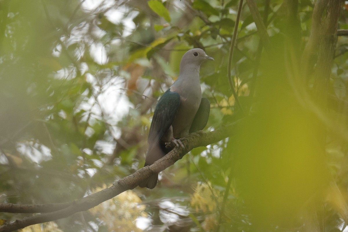 Green Imperial-Pigeon - ML617412667