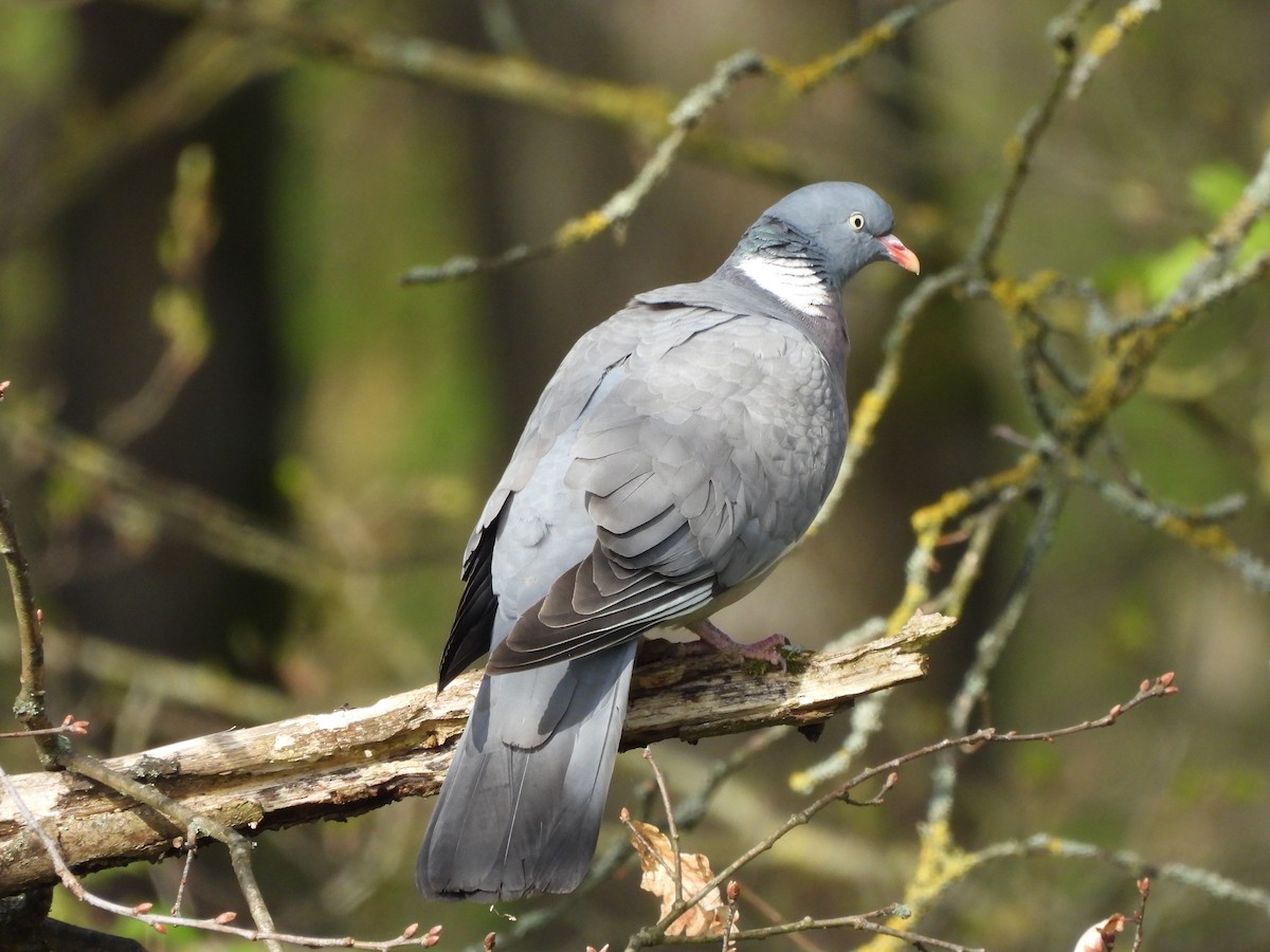 Common Wood-Pigeon - Frithjof Vogeley