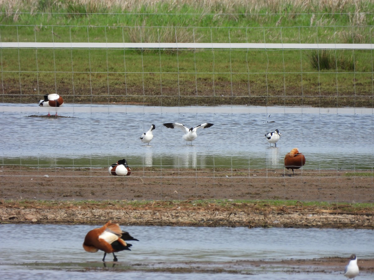 Pied Avocet - Frithjof Vogeley