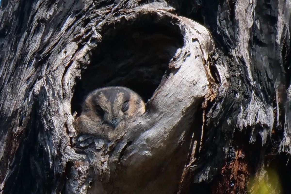 Australian Owlet-nightjar - ML617412878