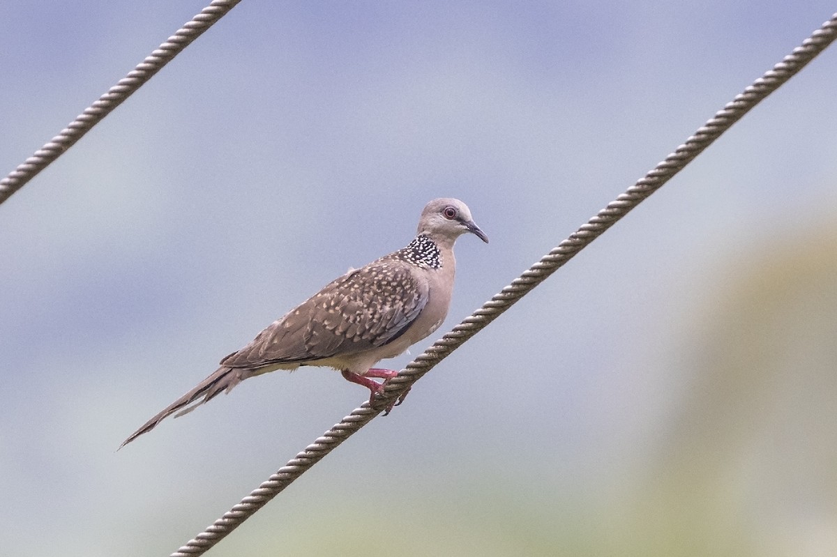 Spotted Dove (Western) - ML617412885