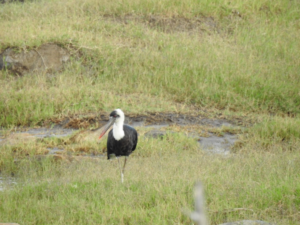 African Woolly-necked Stork - ML617412893