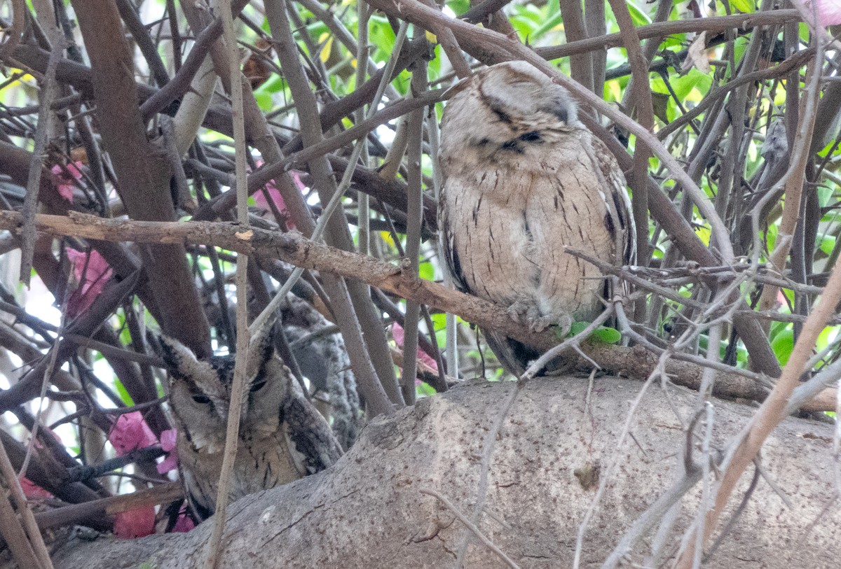 Indian Scops-Owl - ML617412907