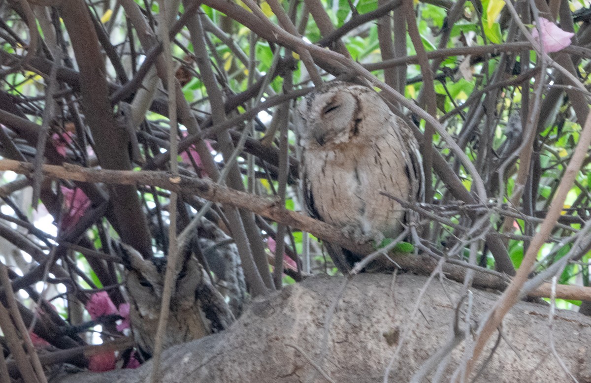 Indian Scops-Owl - ML617412908
