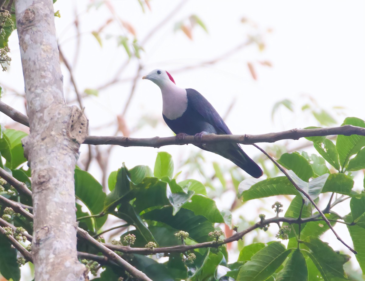 Red-naped Fruit-Dove - ML617412936