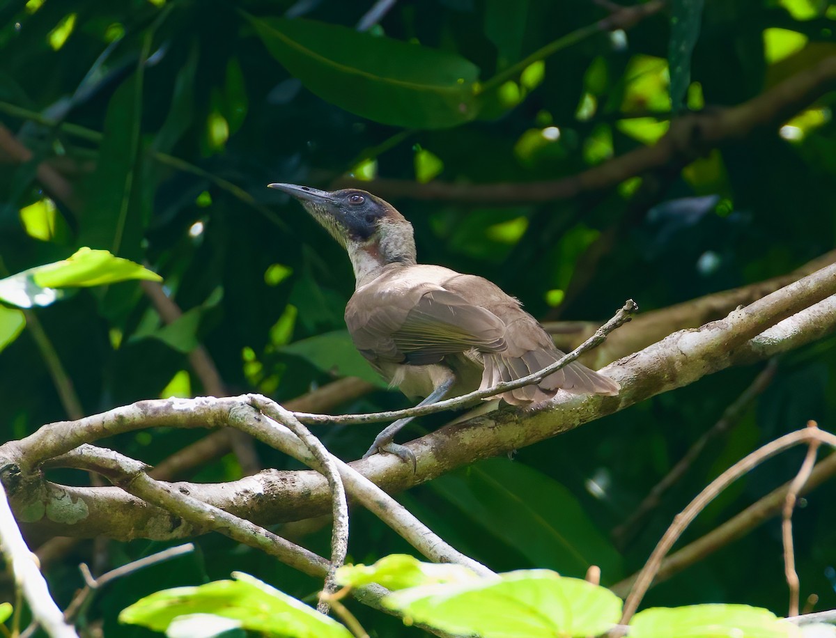 Helmeted Friarbird (Tenggara) - ML617412952